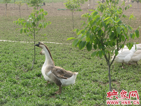 美錦高效農業園區推行生態農業生產模式,在林間放養蛋雞和珍禽雁鵝