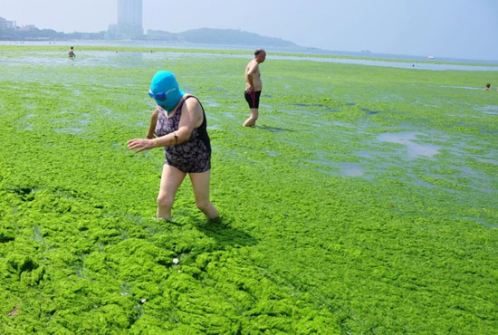 2013年7月3日，山東青島青島高溫來(lái)襲，“青島大媽”不懼滸苔，戴著“強(qiáng)盜面具”出現(xiàn)在海水浴場(chǎng)消暑降