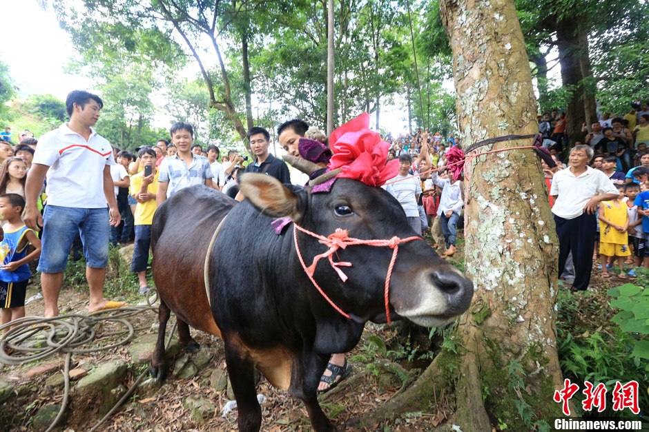 圖為村民給一頭黃牛頭戴上紅花準(zhǔn)備進(jìn)行“牽牛上樹”儀式。 譚凱興 攝