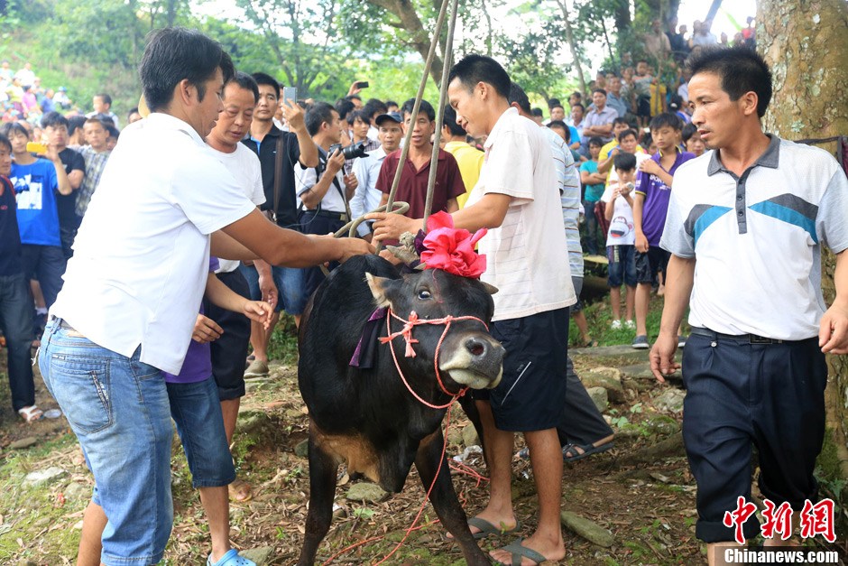 村民給黃牛套上繩索，準(zhǔn)備進(jìn)行儀式。 譚凱興 攝