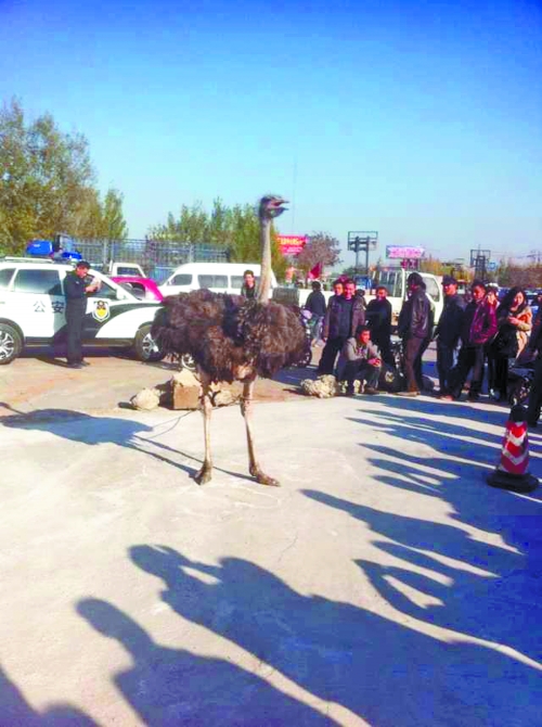 “鴕立人群”遭圍觀