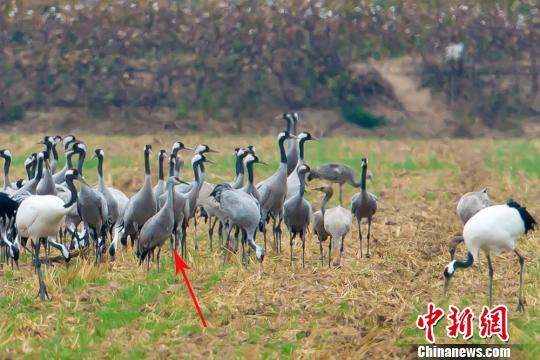 多種鶴類“集結”江蘇鹽城越冬 含罕見沙丘鶴