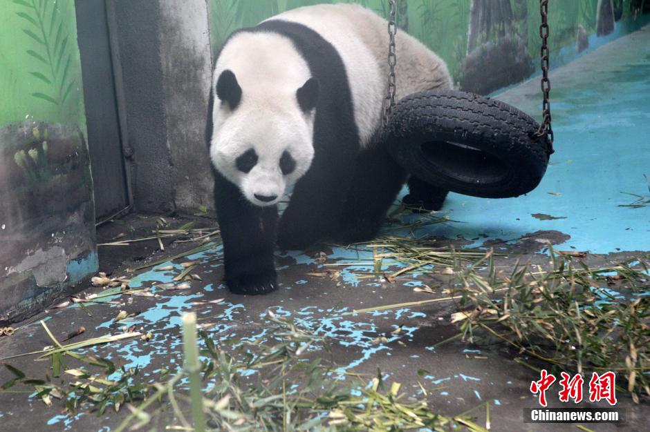 　3月17日，河南鄭州動物園內的大熊貓“龍昇”。