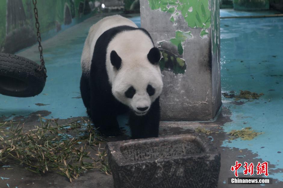 3月17日，河南鄭州動物園內的大熊貓“龍昇”。