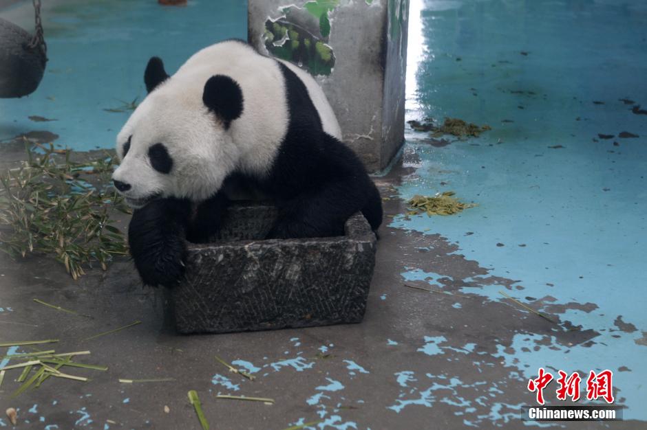 3月17日，河南鄭州動物園內的大熊貓“龍昇”。