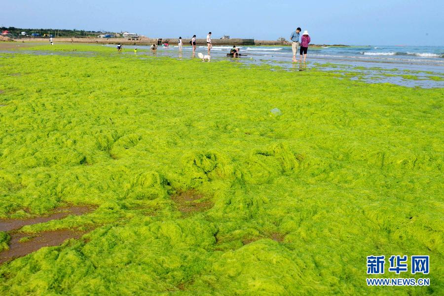 山東青島海岸遭受滸苔侵襲