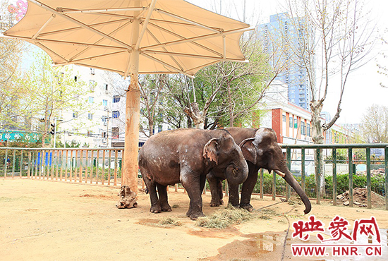 亞洲象“情侶”入住鄭州動物園 清明小長假與游客見面