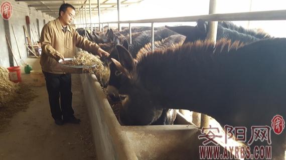 林州一碩士不在城里當白領 返鄉創業養毛驢