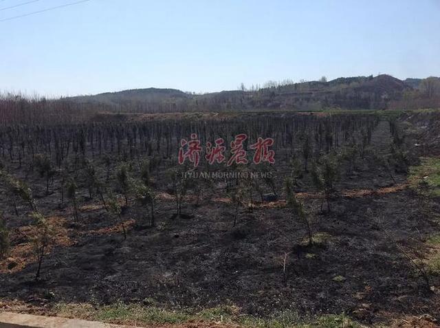 濟源一村民上墳燒紙引發火災 種植地被燒成黑土地