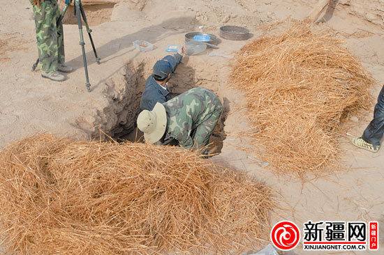 考古人員正在清理麥稈。（圖由中國科學院人文學院科技室與科技考古系提供）