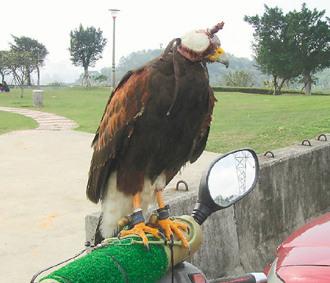 闖禍的老鷹則被主人戴上頭套，以鐵鏈鎖在摩托車的車頭上“罰站”/臺灣《聯(lián)合報》圖