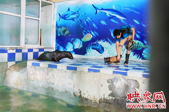 圖為飼養員和海獅。