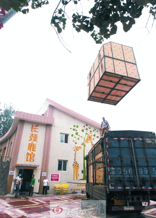 　把長頸鹿“空投”到“新家”后院