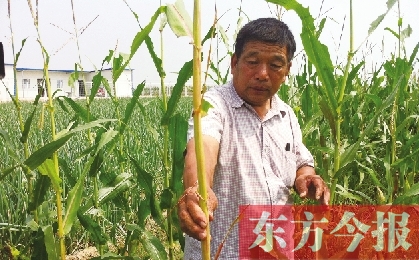 “東亞飛蝗”侵襲滎陽千畝黃河灘 專啃植物葉子