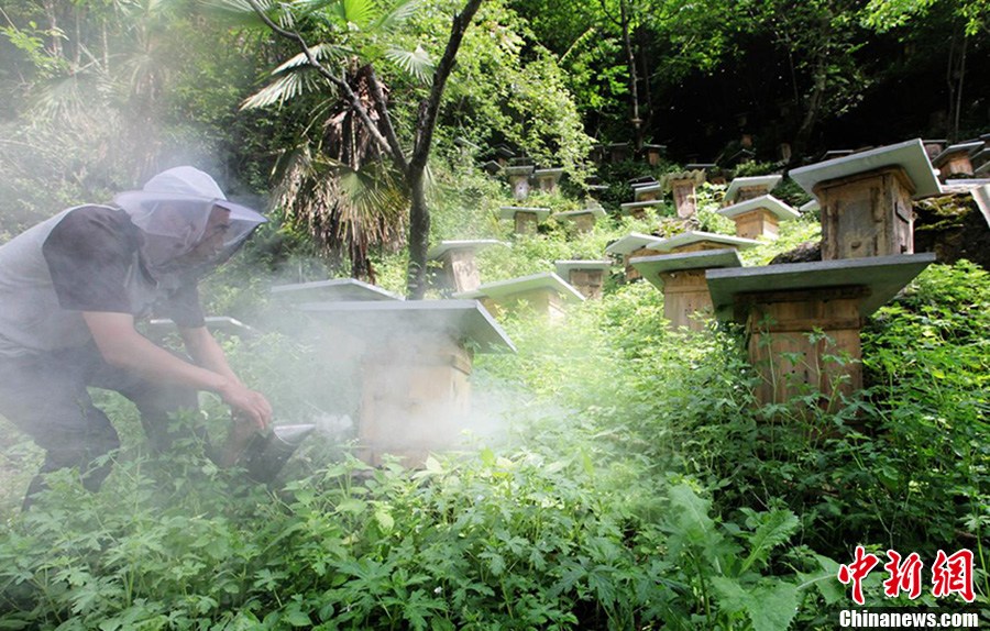 神奇神農架“懸棺”養蜂