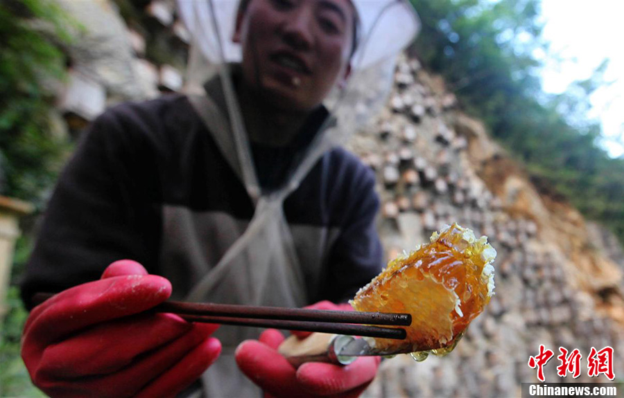 神奇神農架“懸棺”養蜂