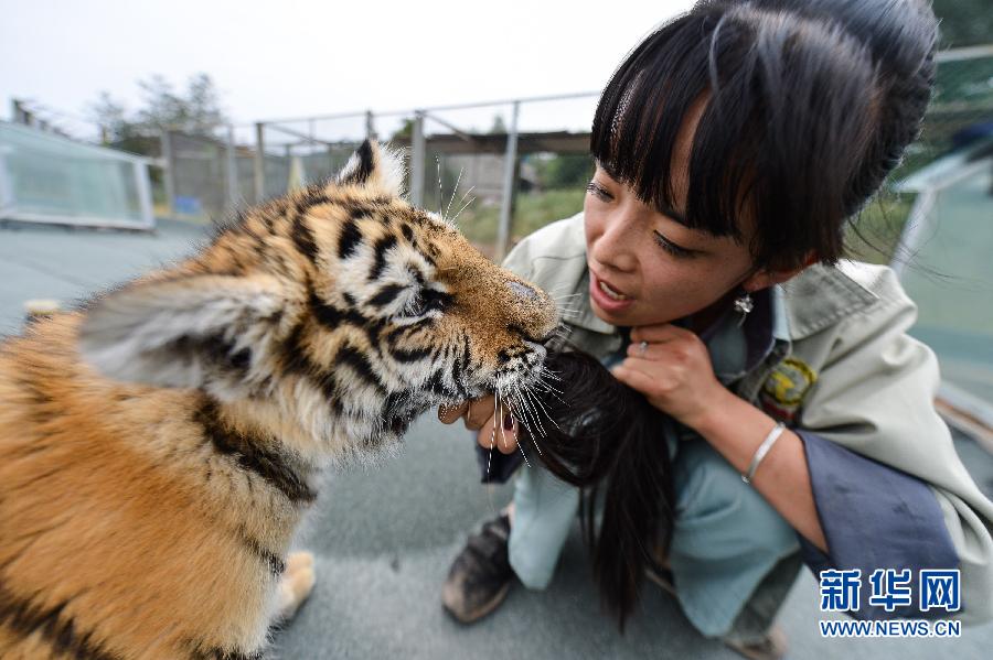 "90后"飼養員劉莉的“獅虎情緣”