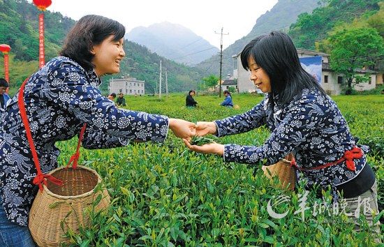 　　名茶六安瓜片原產地,游客身穿采茶女服裝在茶園體驗采摘新茶的樂趣。