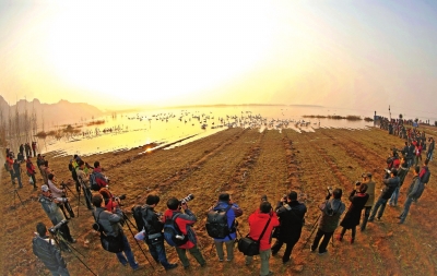 天鵝城里看天鵝 小天鵝“助飛”大旅游