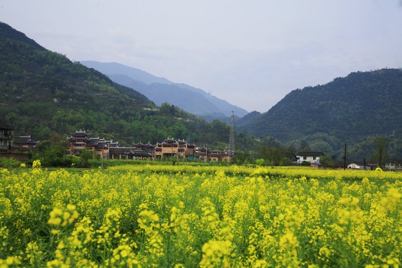 春意融融 峨眉山踏雪尋芳感受春天