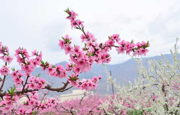 春游中原大地 一邊賞花一邊吃花