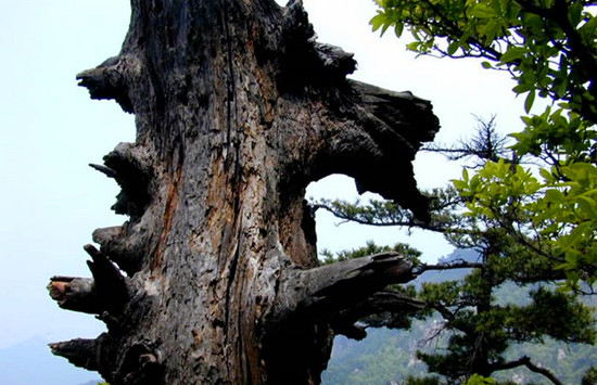 陽春三月 河南登山好去處