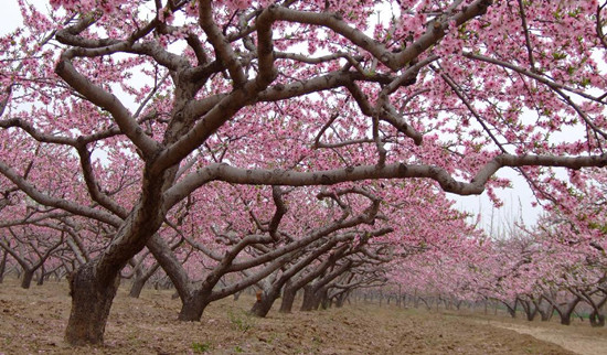 安陽內黃萬畝桃花綻放四月天