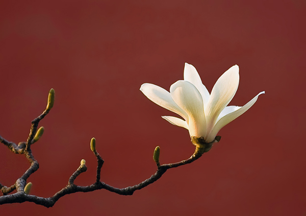 正是踏青賞花時 京華何處賞玉蘭