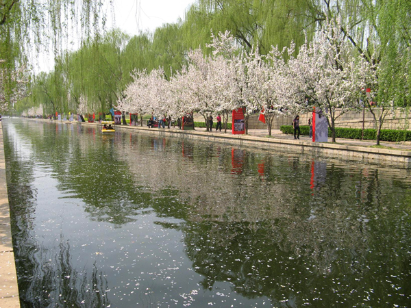 海棠笑迎客留步看花溪 元大都遺址公園海棠花節(jié)