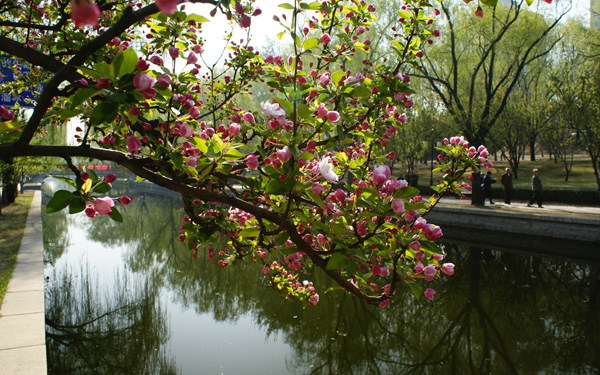 海棠笑迎客留步看花溪 元大都遺址公園海棠花節(jié)