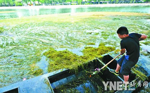  北京什剎海景區清理綠浮萍 為游船開辟航道