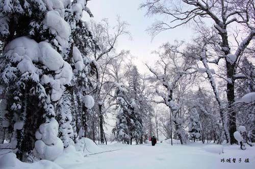 雪鄉的雪