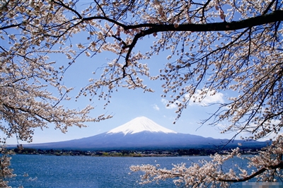 　　幸福就是和愛人坐在日本櫻花樹下,肩并肩看看遠(yuǎn)方的富士山