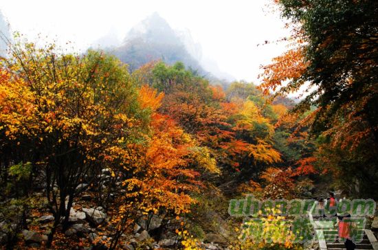 堯山 拜大佛賞紅葉泡溫泉