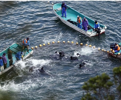 圖為當(dāng)?shù)貪O民正在把海豚趕入屠殺圈內(nèi)。