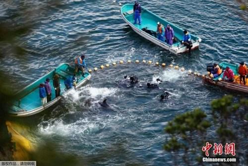 當地時間2014年1月21日，日本太地“海豚灣”，日本漁民圍捕入網的海豚。 據報道，在一年一度的海豚圍捕活動中，已有數百海豚被獵殺。