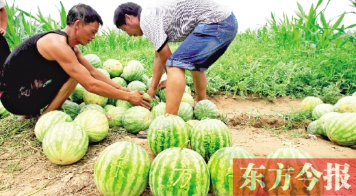 小晨晨的爺爺用鑰匙在西瓜上刻上了“感謝東方今報”六個大字