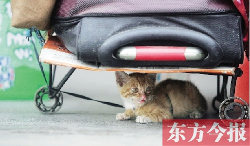 昨日，鄭州火車站廣場。一只小貓鉆到了行李下躲避烈日