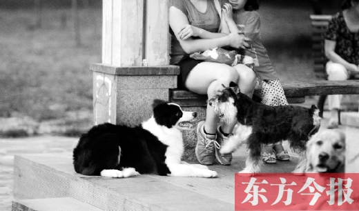 12月1日起鄭州將嚴(yán)查違規(guī)犬 再次明確養(yǎng)犬四問題