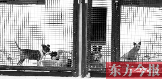 被主人遺棄的小狗暫時寄居在鄭州市犬只收容中心內(nèi)，如果沒有人來認(rèn)領(lǐng)，他們將被處以安樂死