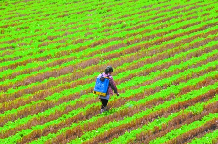 6月28日，內黃縣東莊鎮馬固村農民在花生地里噴施農藥。