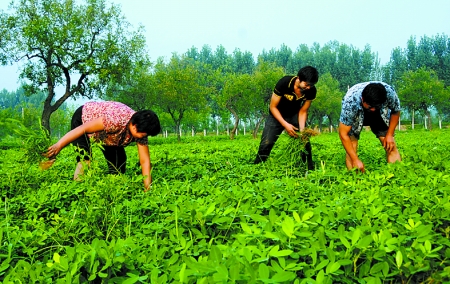 7月16日，內黃縣后河鎮余莊村村民在花生地里除草。