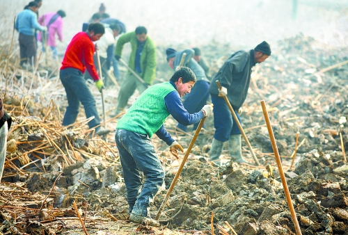 范縣村民冒著嚴寒收獲蓮藕