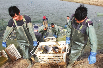 3月18日，漁民在溫縣黃河鯉魚生態養殖基地捕魚，近日，溫縣3000畝黃河鯉魚生態養殖基地的頭茬魚開始