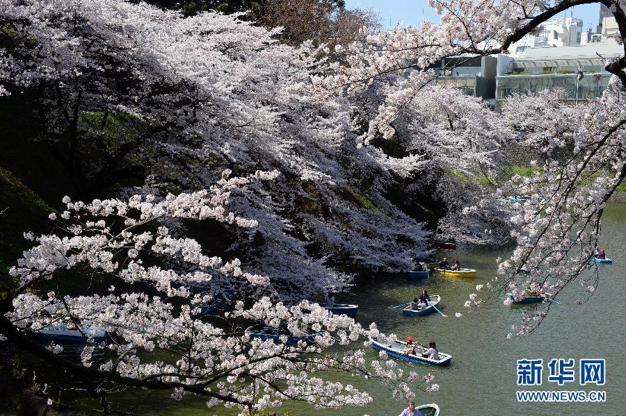 東京迎來賞櫻高峰