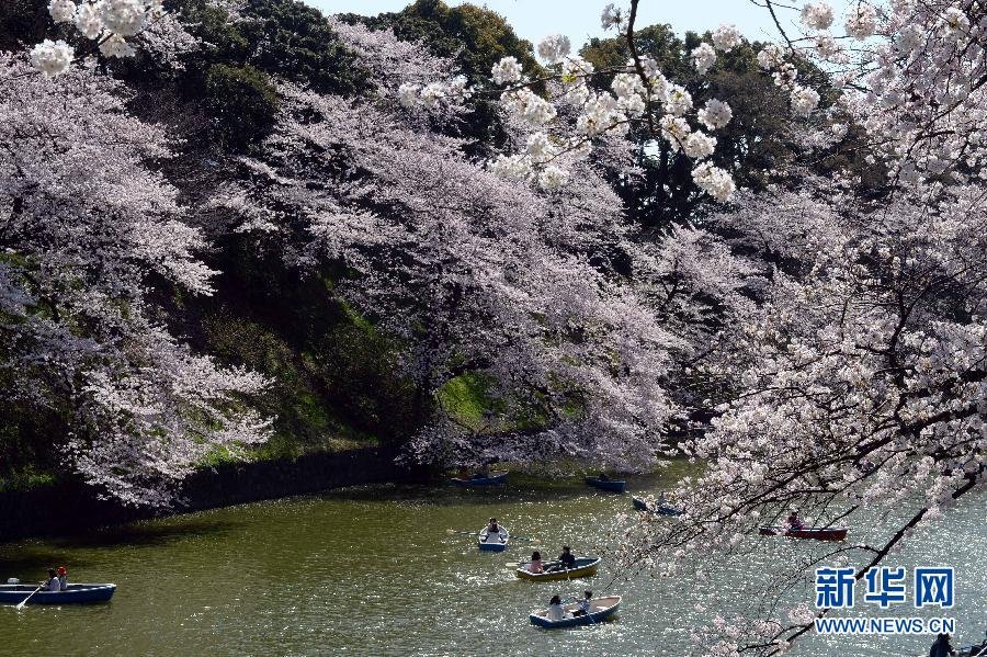 東京迎來賞櫻高峰