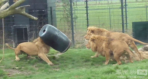 荷蘭動(dòng)物園一獅子頭被卡塑料桶