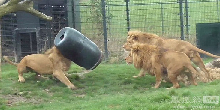 荷蘭動(dòng)物園一獅子頭被卡塑料桶