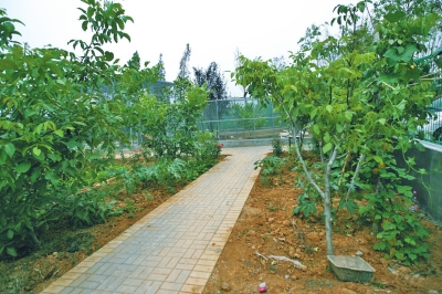 路兩邊是核桃樹，而路的盡頭救助野生鳥類的籠子，鴨子和鵝占了鵲巢