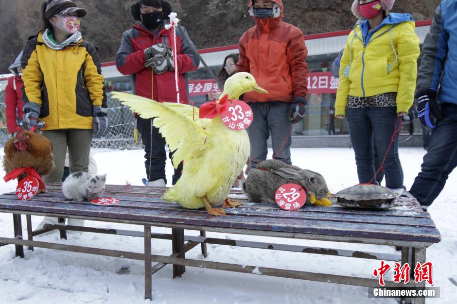 河南辦寵物滑雪賽 烏龜贏兔子得第三